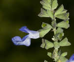 Azure blue sage